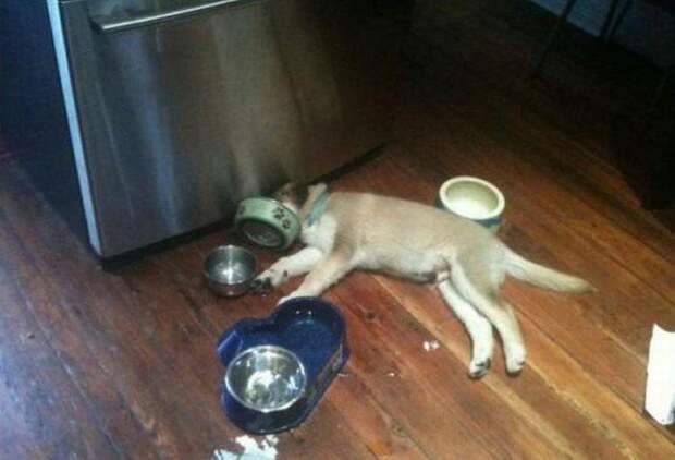 30 веселых фотографий с животными 30 веселых фотографий с животными