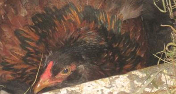 Курица стала прятаться от фермера, тогда он заглянул в гнездо и был поражен…