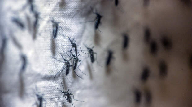 Биолог Марьинский: первые комары появятся в средней полосе до праздников