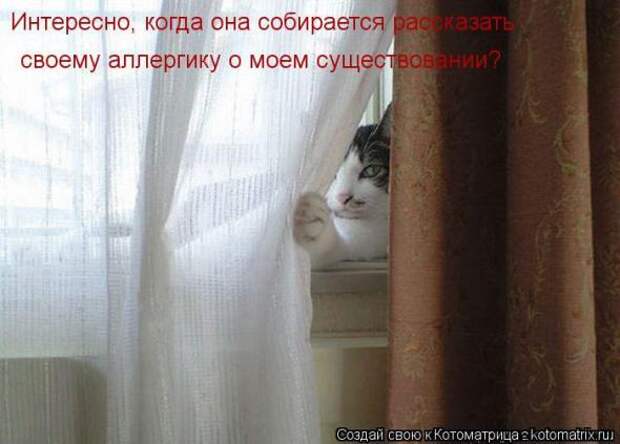 Котоматрицы(картинки с надписями)