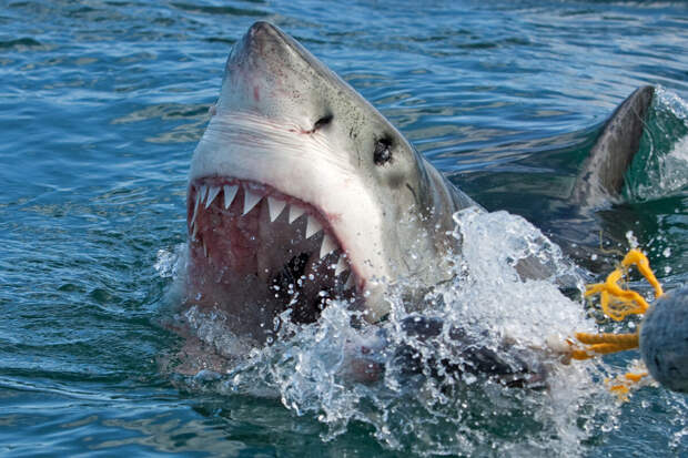 DM: на Мальдивах акула укусила туриста во время медового месяца