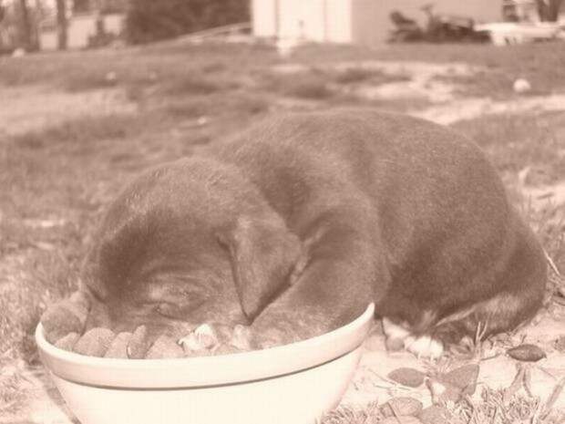 Dogs-sleeping-near-their-food-bowls14