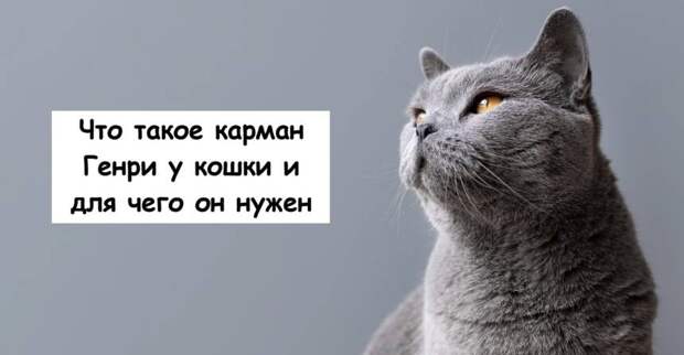 Что такое карман Генри у кошки и для чего он нужен