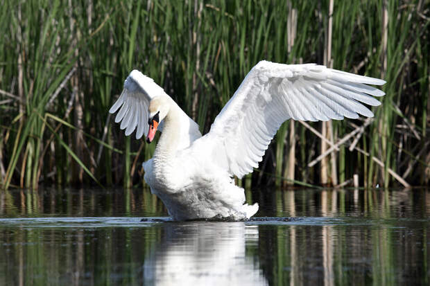 Лебедя Счастье, чудом спасенного на Кубани, вылечили и поселили в Абрау-Дюрсо