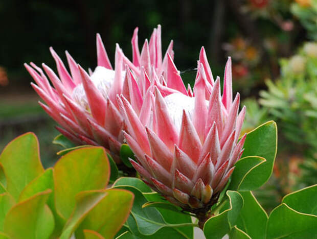 Protea cynaroides