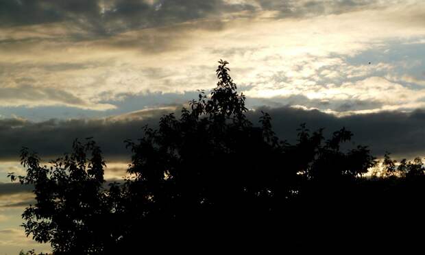 В минлеспроме Поморья утвержден план лесохозяйственных работ