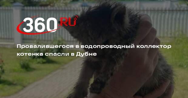 Провалившегося в водопроводный коллектор котенка спасли в Дубне