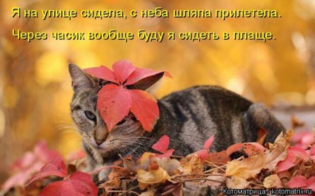 Лучшая котоматрица на Бугаге (29 шт)