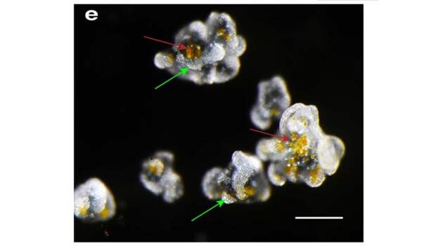 Медузы рода Cassiopea используют необычный способ самообороны