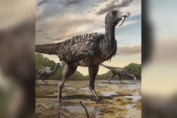 iScience: динозавры семейства троодонтиды вырастали до пяти метров в длину