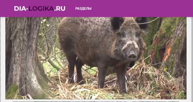 СКРИН САЙТА DIA-LOGIKA.RU
