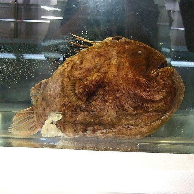 Footbalfish - рыба футбольный мяч