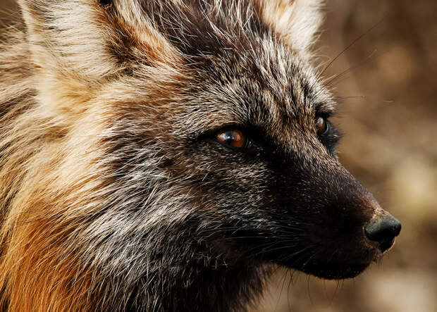 США. Аляска. Прогулка по Национальному парку Денали. (NPS Photo/Tim Rains)