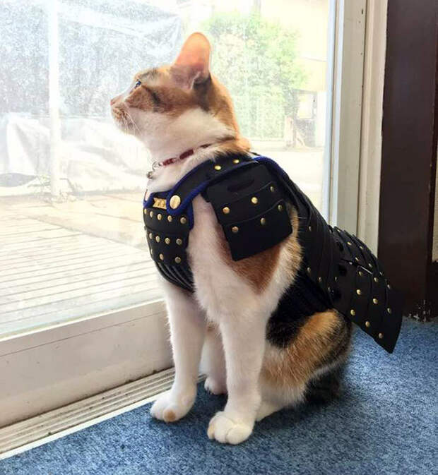 Котики, которые не обходятся без боевой брони
