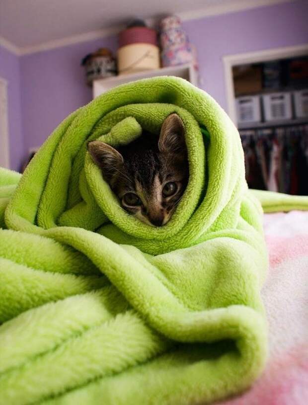 Кот в полотенце. Котик укутанный в одеяло. Укутаться в плед. Котик в пледе. Укутанная в плед.