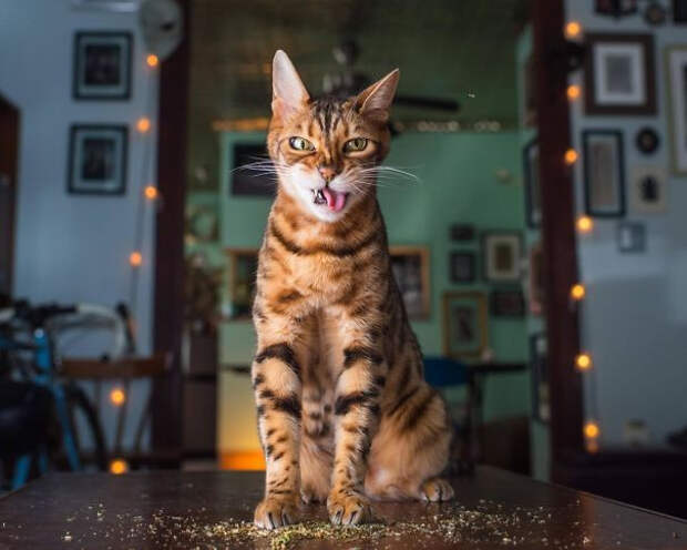 Котики добрались до кошачьей мяты и перестали функционировать