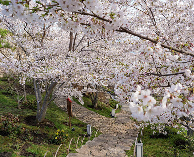 Белые и розовые цветы Страны восходящего солнца распустились в Японском саду Ялты