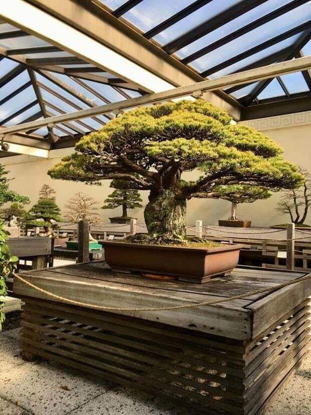 400-летнее дерево бонсай, пережившее бомбардировку Хиросимы
