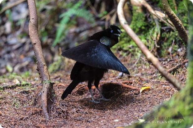 Западная паротия (лат. Parotia sefilata)