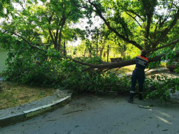 Упавшее дерево парализовало проезд к парку Учкуевка