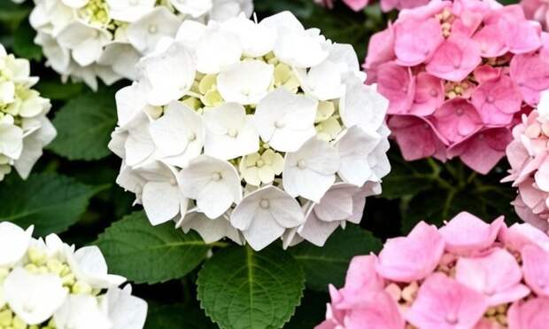 Три хитрости, которые помогут гортензиям расти как на дрожжах и пышно цвести