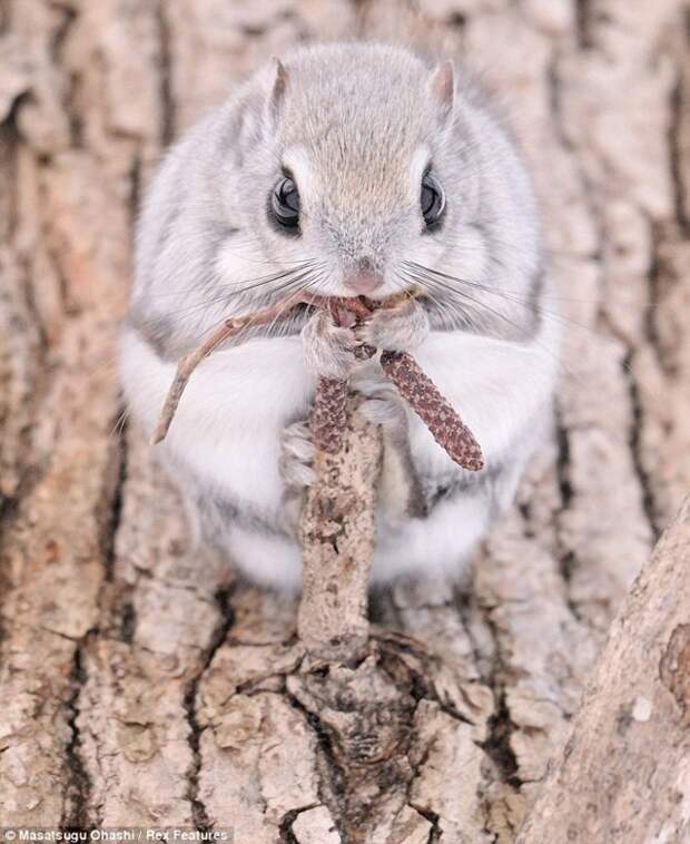 squirrels05 Сибирские белки летяги   это нечто