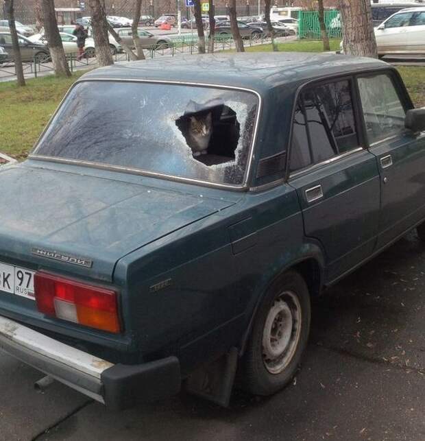 Прикольные картинки Прикольные картинки