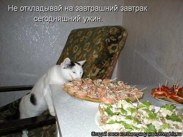 Лучшие котоматрицы недели Лучшие котоматрицы недели