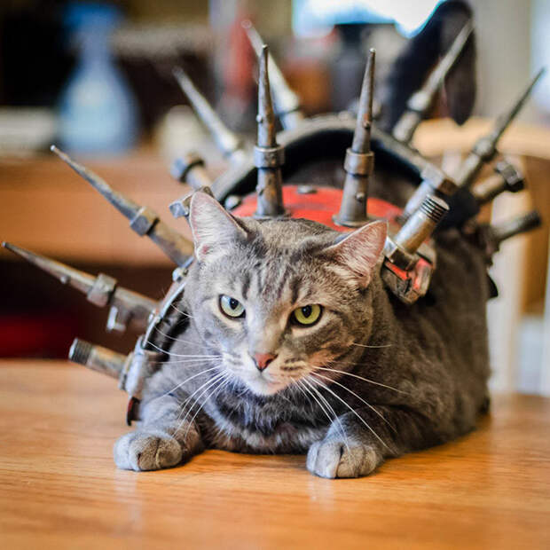 Котики, которые не обходятся без боевой брони