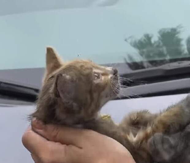 Котенок плачет Котенок в руках