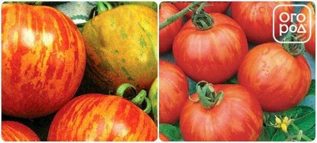 томаты, помидоры сорт Рябчик