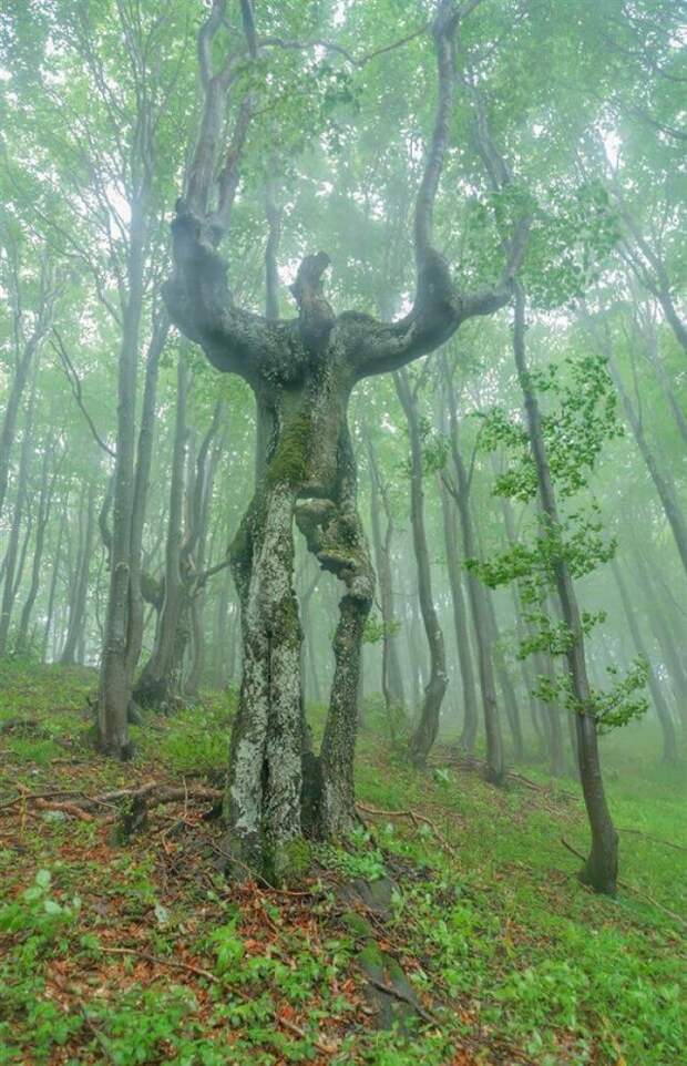 Невероятные, словно ожившие деревья