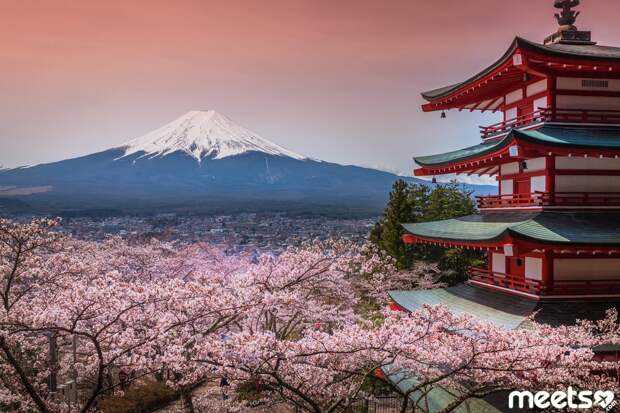 Japan sakura blossoming
