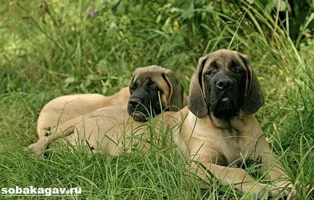 Английский мастиф собака. Описание, особенности, уход и цена английского мастифа