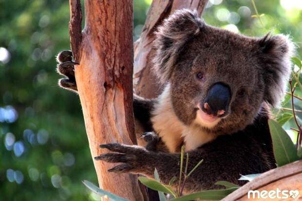 Australia koala