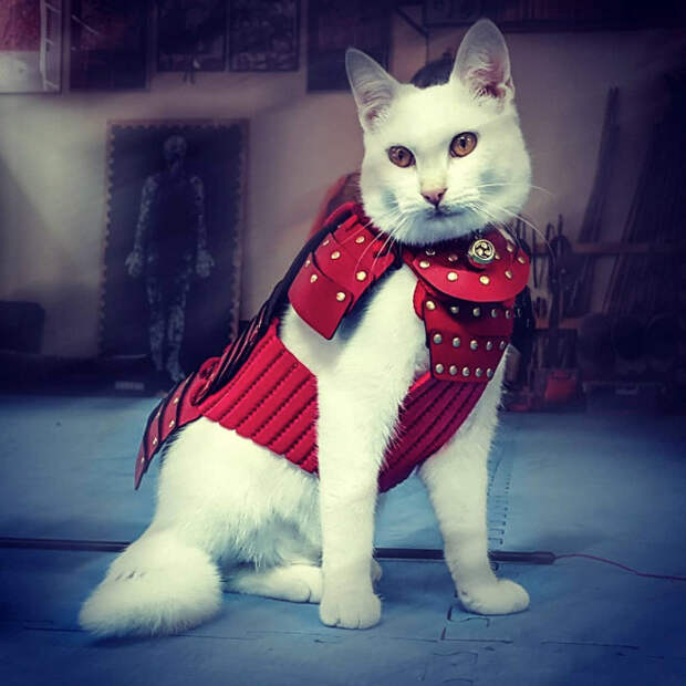 Котики, которые не обходятся без боевой брони