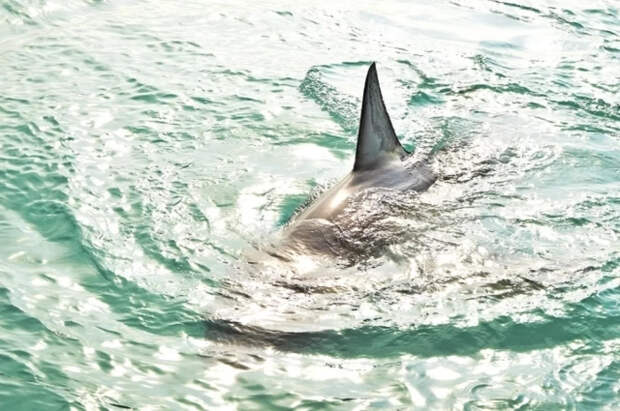 Пропавшую в США триатлонистку Фокс растерзали акулы