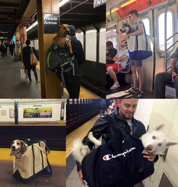 Появилось правило: «В метро могут ездить только те собачки, которые помещаются в сумку»