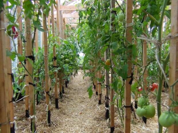 Органическое земледелие, пермакультура: помидоры в соломе