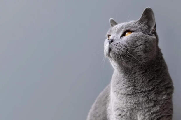 Врач Лавров заявил, что игра с кошкой может привести к заражению фелинозом