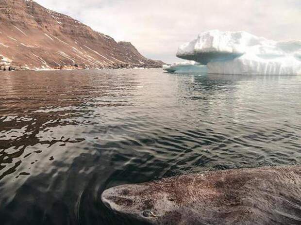Гренландская полярная акула: описание, особенности и интересные факты