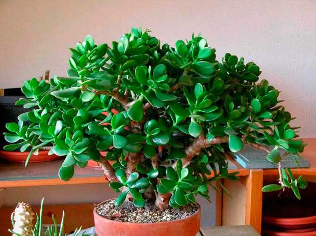 Комнатное растение Крассула (Crassula)