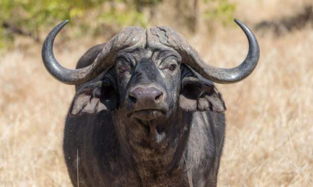Описание буйвола африканского