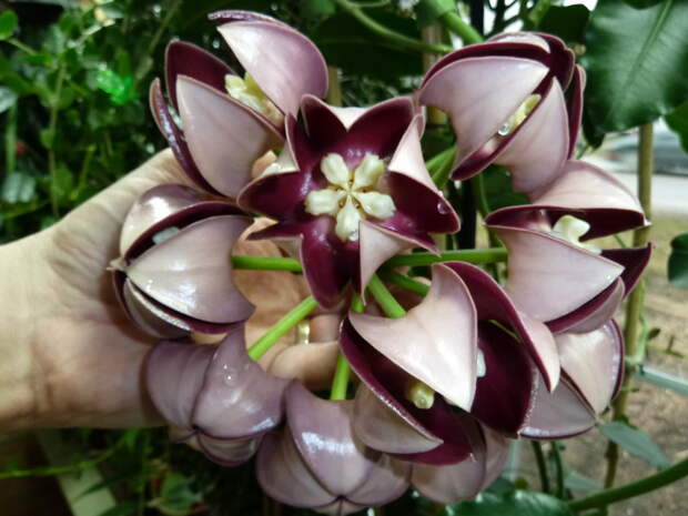 Hoya imperialis bloom красота, лиана, природа, флора, хойя, цветы, чудеса