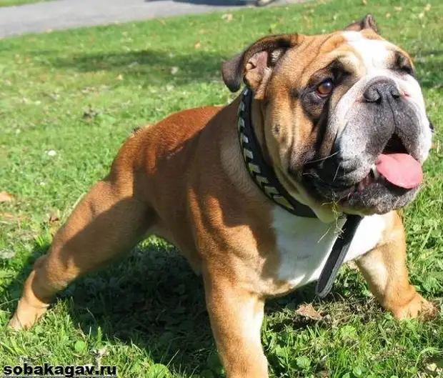 Английский бульдог собака. Описание, особенности, уход и цена английского бульдога