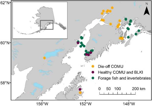 Массовая гибель кайр, моевок и рыбы в Аляскинском заливе от водорослевых токсинов