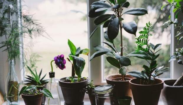 Сад, цветник и комнатные растения: что с ними делать в январе?