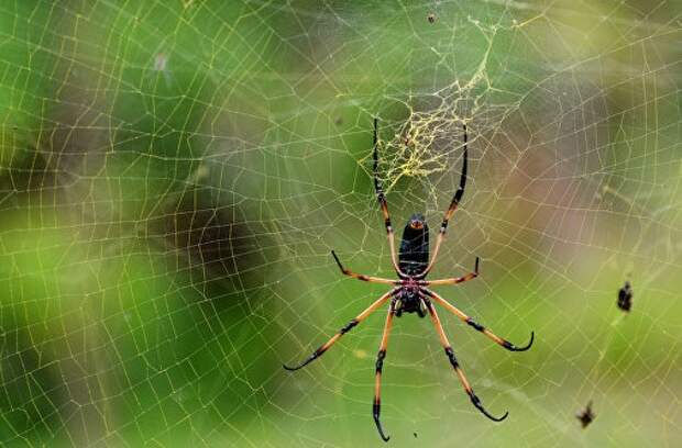Как пауки плетут такую большую паутину?