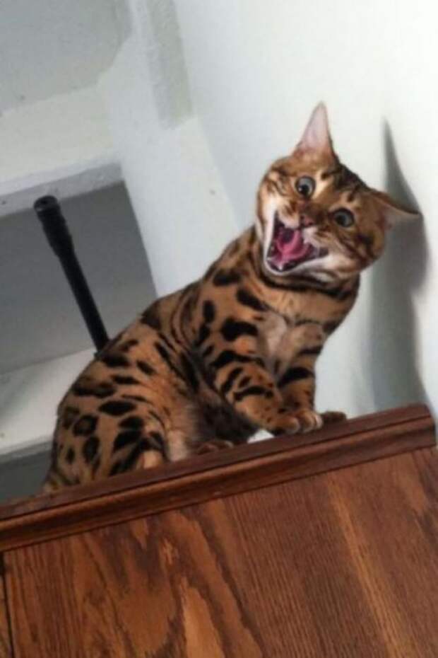Коты и кошки (28 фото)