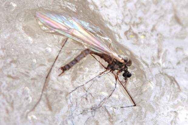 Обнаружены комары, способные зимовать во льду